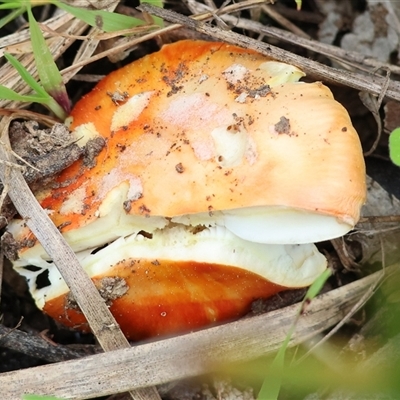 Unverified Fungus at Yackandandah, VIC - 14 Sep 2025 by KylieWaldon