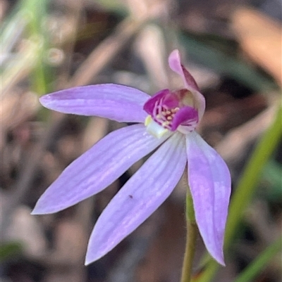 Caladenia hillmanii (Purple Heart Orchid) at Ulladulla, NSW - 12 Sep 2025 by Clarel