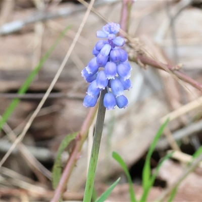 Muscari armeniacum (Grape Hyacinth) at Yackandandah, VIC - 14 Sep 2025 by KylieWaldon