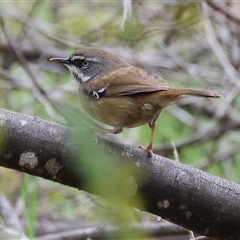 Sericornis frontalis (White-browed Scrubwren) at Yackandandah, VIC - 14 Sep 2025 by KylieWaldon