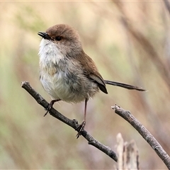 Malurus cyaneus (Superb Fairywren) at Yackandandah, VIC - 14 Sep 2025 by KylieWaldon