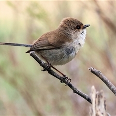 Malurus cyaneus at Yackandandah, VIC - 14 Sep 2025 09:43 AM
