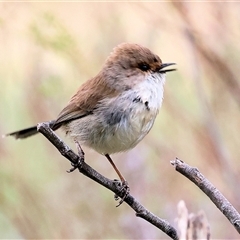 Malurus cyaneus at Yackandandah, VIC - 14 Sep 2025 09:43 AM