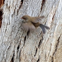 Malurus cyaneus at Yackandandah, VIC - 14 Sep 2025 09:43 AM