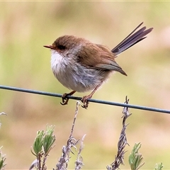 Malurus cyaneus at Yackandandah, VIC - 14 Sep 2025 09:43 AM