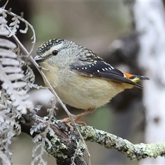 Pardalotus punctatus (Spotted Pardalote) at Yackandandah, VIC - 14 Sep 2025 by KylieWaldon