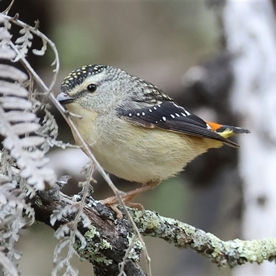 Pardalotus punctatus (Spotted Pardalote) at Yackandandah, VIC - 14 Sep 2025 by KylieWaldon