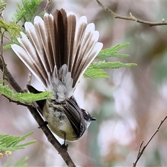 Rhipidura albiscapa (Grey Fantail) at Yackandandah, VIC - 14 Sep 2025 by KylieWaldon