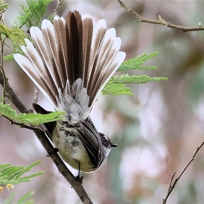 Rhipidura albiscapa (Grey Fantail) at Yackandandah, VIC - 14 Sep 2025 by KylieWaldon