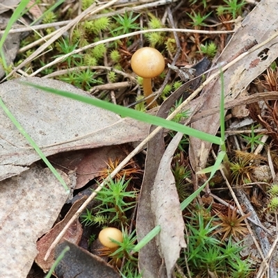 Unverified Fungus at Yackandandah, VIC - 14 Sep 2025 by KylieWaldon