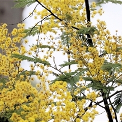 Acacia dealbata subsp. dealbata at Yackandandah, VIC - 14 Sep 2025 by KylieWaldon