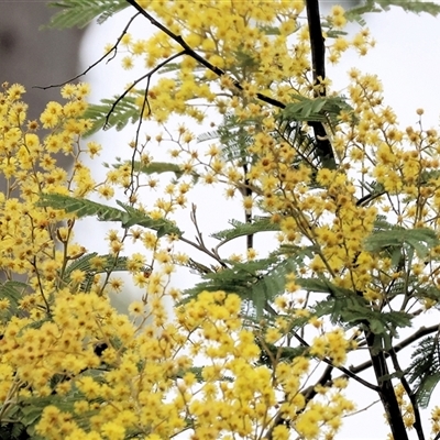 Acacia dealbata subsp. dealbata at Yackandandah, VIC - 14 Sep 2025 by KylieWaldon