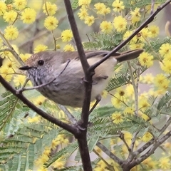 Acanthiza pusilla (Brown Thornbill) at Yackandandah, VIC - 14 Sep 2025 by KylieWaldon