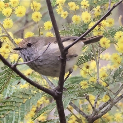 Acanthiza pusilla (Brown Thornbill) at Yackandandah, VIC - 14 Sep 2025 by KylieWaldon