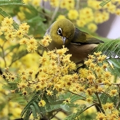Zosterops lateralis (Silvereye) at Yackandandah, VIC - 14 Sep 2025 by KylieWaldon