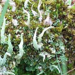 Unverified Lichen at Yackandandah, VIC - 14 Sep 2025 by KylieWaldon