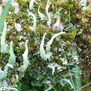 Unverified Lichen at Yackandandah, VIC - 14 Sep 2025 by KylieWaldon