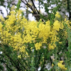 Acacia boormanii at Yackandandah, VIC - 14 Sep 2025 by KylieWaldon