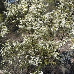 Olearia microphylla (Olearia) at Bruce, ACT - 14 Sep 2025 by Safarigirl