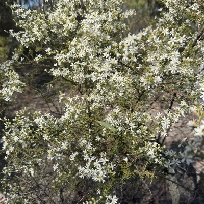 Olearia microphylla (Olearia) at Bruce, ACT - 14 Sep 2025 by Safarigirl