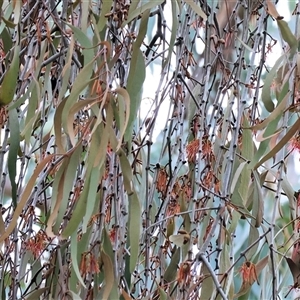 Unverified Mistletoes at Yackandandah, VIC - 14 Sep 2025 by KylieWaldon