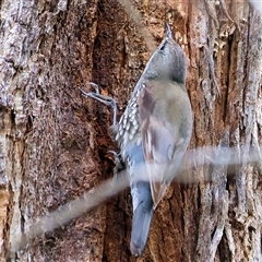 Cormobates leucophaea (White-throated Treecreeper) at Yackandandah, VIC - 14 Sep 2025 by KylieWaldon