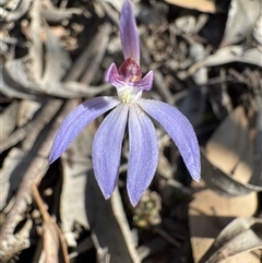 Caladenia caerulea (Blue Fingers, Blue Fairies) at Bruce, ACT - 14 Sep 2025 by Safarigirl