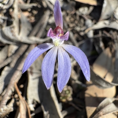 Caladenia caerulea (Blue Fingers, Blue Fairies) at Bruce, ACT - 14 Sep 2025 by Safarigirl