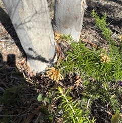 Grevillea juniperina (Grevillea) at Bruce, ACT - 14 Sep 2025 by Safarigirl