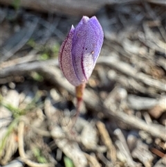 Caladenia caerulea (Blue Fingers, Blue Fairies) at Bruce, ACT - 14 Sep 2025 by Safarigirl