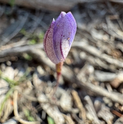 Caladenia caerulea (Blue Fingers, Blue Fairies) at Bruce, ACT - 14 Sep 2025 by Safarigirl