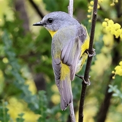 Eopsaltria australis (Eastern Yellow Robin) at Yackandandah, VIC - 14 Sep 2025 by KylieWaldon