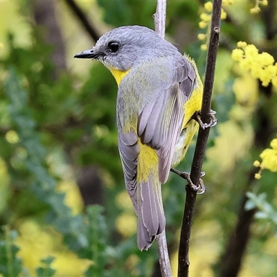 Eopsaltria australis (Eastern Yellow Robin) at Yackandandah, VIC - 14 Sep 2025 by KylieWaldon