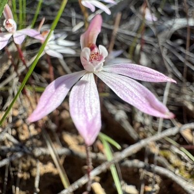 Caladenia fuscata (Dusky Fingers) at Bruce, ACT - 14 Sep 2025 by Safarigirl