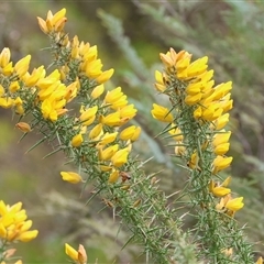 Ulex europaeus (Gorse) at Yackandandah, VIC - 14 Sep 2025 by KylieWaldon