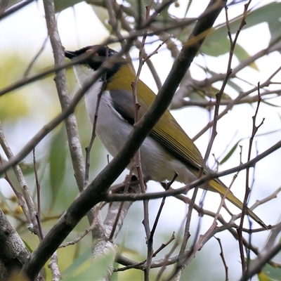 Melithreptus lunatus (White-naped Honeyeater) at Yackandandah, VIC - 14 Sep 2025 by KylieWaldon