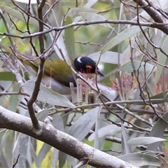 Melithreptus lunatus at Yackandandah, VIC - 14 Sep 2025 10:46 AM