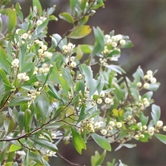 Acacia buxifolia subsp. buxifolia at Yackandandah, VIC - 14 Sep 2025 by KylieWaldon