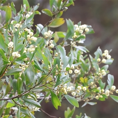 Acacia buxifolia subsp. buxifolia at Yackandandah, VIC - 14 Sep 2025 by KylieWaldon