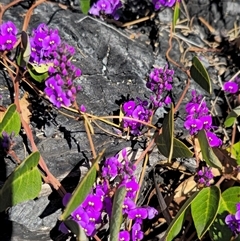 Hardenbergia violacea (False Sarsaparilla) at Tennent, ACT - 14 Sep 2025 by FeralGhostbat