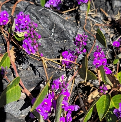 Hardenbergia violacea (False Sarsaparilla) at Tennent, ACT - 14 Sep 2025 by FeralGhostbat