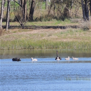 Cygnus atratus (Black Swan) at Torquay, VIC - 14 Sep 2025 by WendyEM