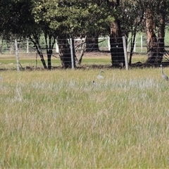 Egretta novaehollandiae (White-faced Heron) at Freshwater Creek, VIC - 14 Sep 2025 by WendyEM