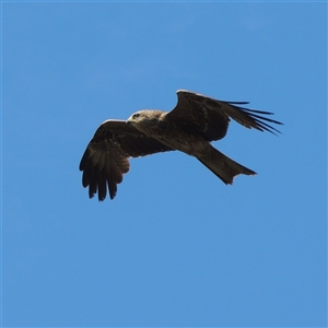 Milvus migrans (Black Kite) at Mount Moriac, VIC - 14 Sep 2025 by WendyEM