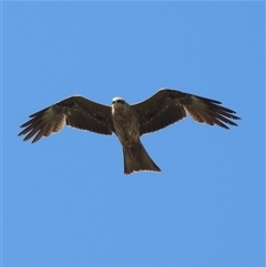 Milvus migrans at Mount Moriac, VIC - 14 Sep 2025 01:07 PM