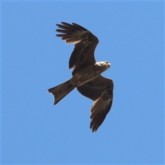 Milvus migrans at Mount Moriac, VIC - 14 Sep 2025 01:07 PM