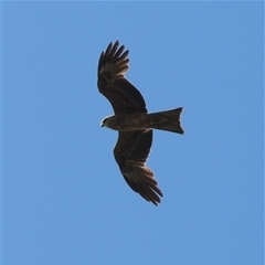 Milvus migrans at Mount Moriac, VIC - 14 Sep 2025 01:07 PM