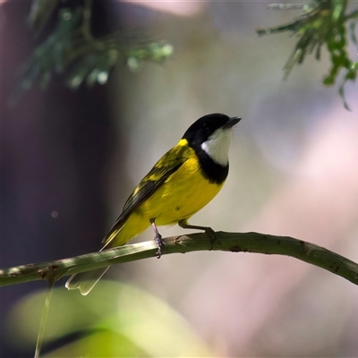 Pachycephala pectoralis (Golden Whistler) at Malua Bay, NSW - 14 Sep 2025 by jb2602