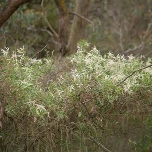 Clematis microphylla at Gherang, VIC - 13 Sep 2025 by WendyEM