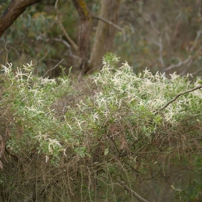Clematis microphylla at Gherang, VIC - 13 Sep 2025 by WendyEM